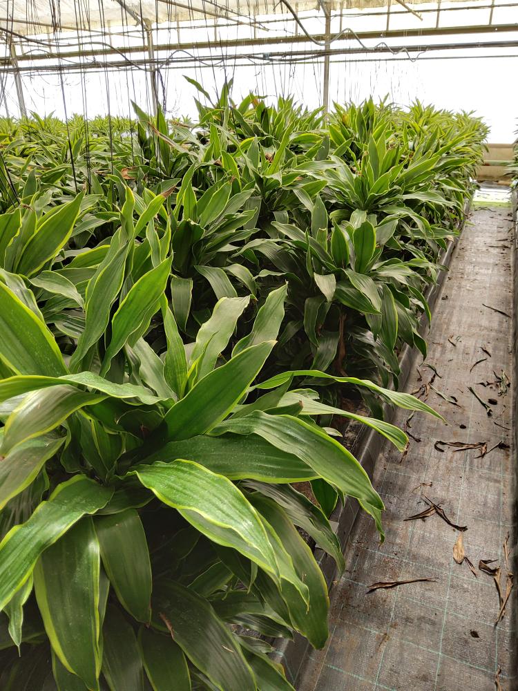 DRACAENA GREEN MULTI BRANCH H80 VP24