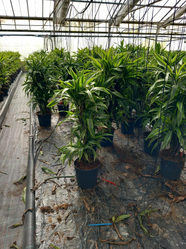 DRACAENA GREEN MULTI BRANCH H80 VP24