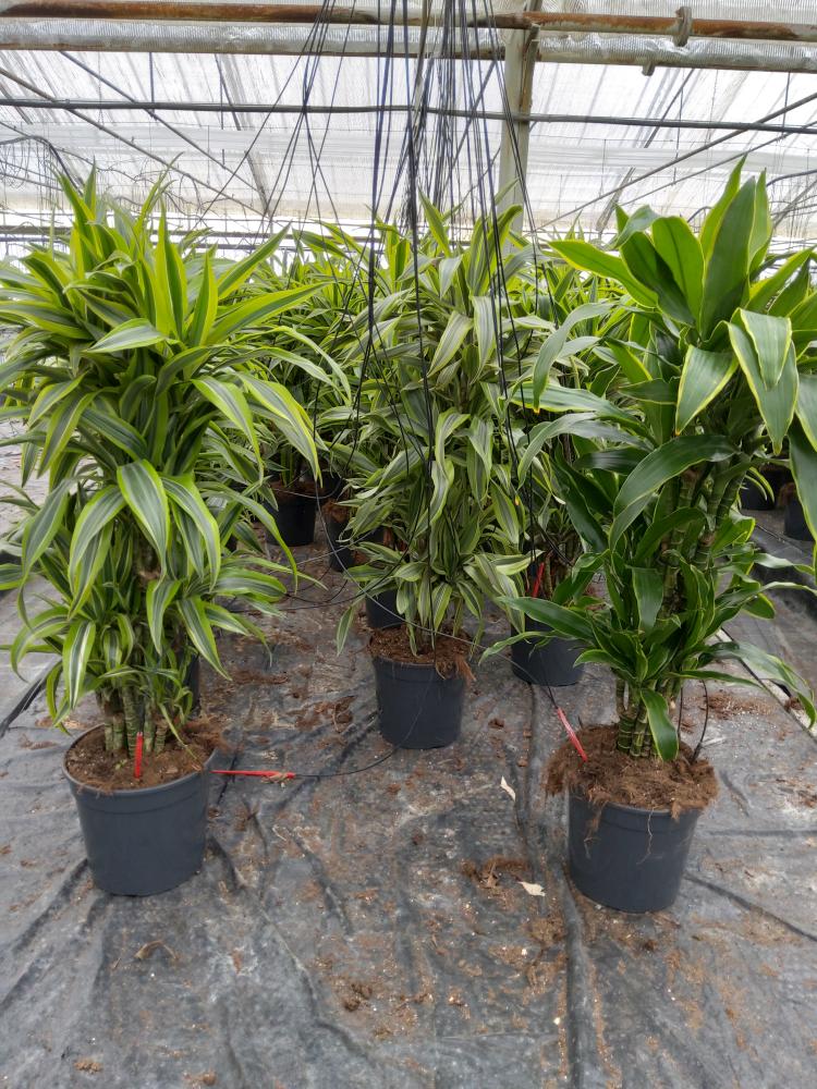 DRACAENA LEMON MULTI BRANCH H80 VP24