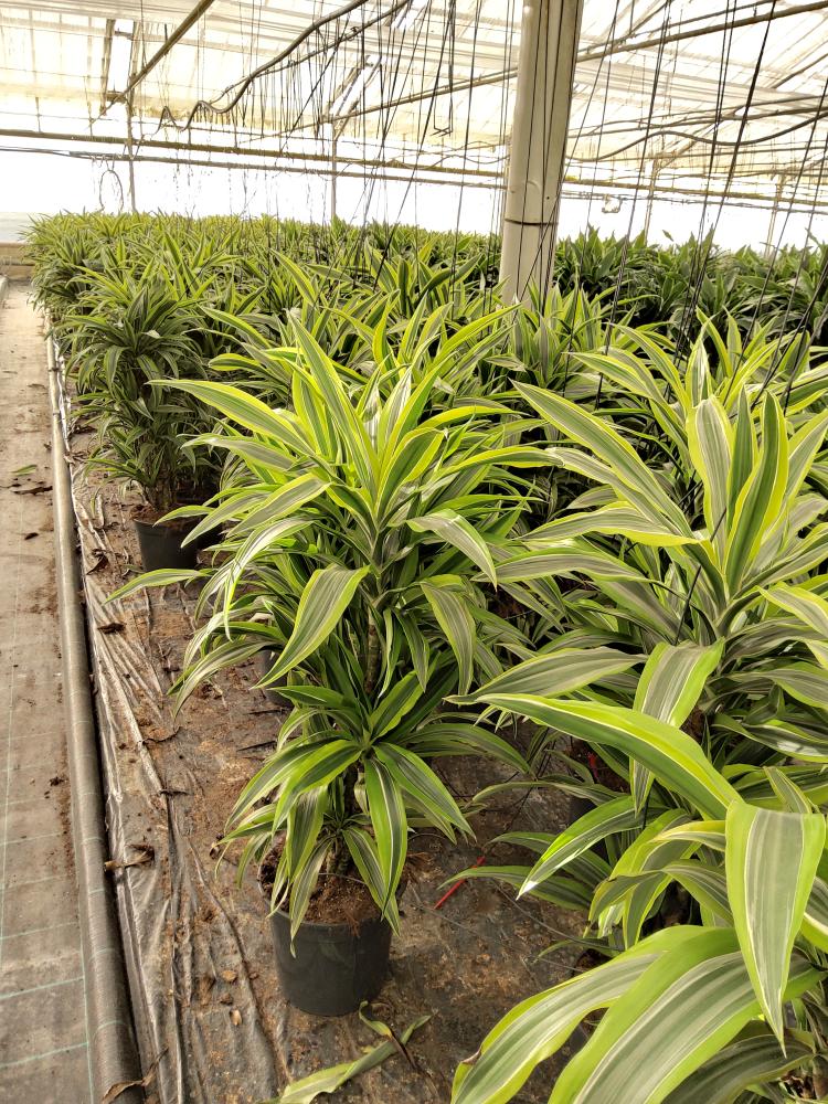 DRACAENA LEMON MULTI BRANCH H80 VP24