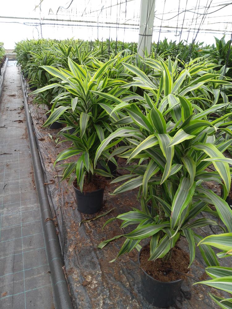 DRACAENA LEMON MULTI BRANCH H80 VP24