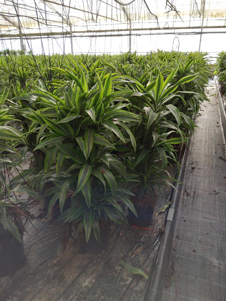 DRACAENA LEMON MULTI BRANCH H80 VP24