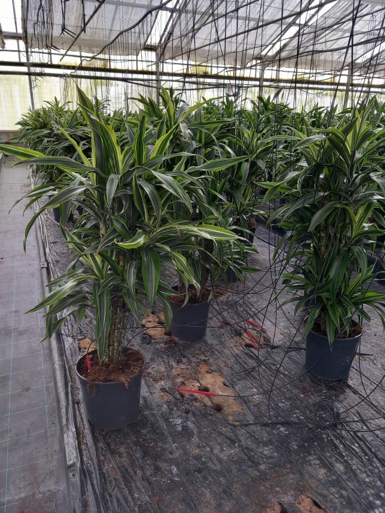 DRACAENA LEMON MULTI BRANCH H80 VP24