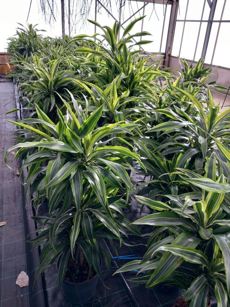 DRACAENA LEMON MULTI BRANCH H80 VP24