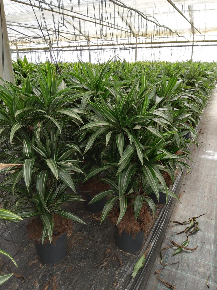 DRACAENA ULISES MULTI BRANCH VP24 H80