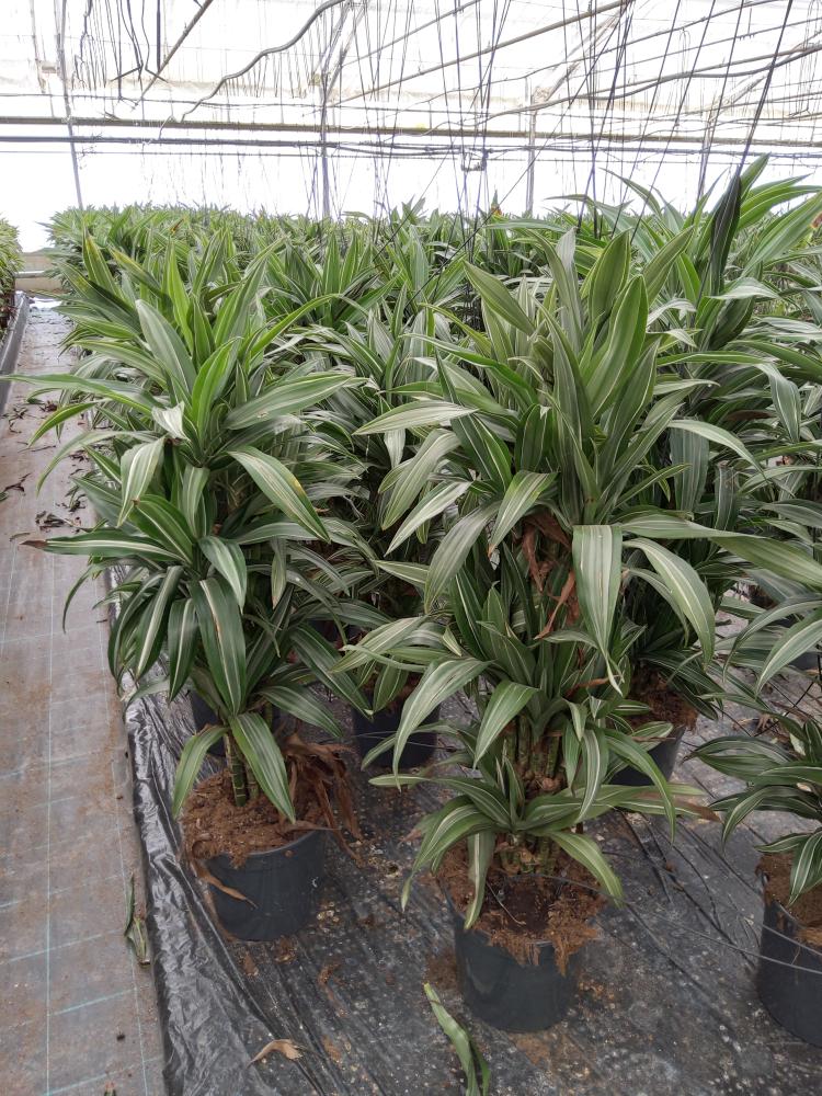 DRACAENA ULISES MULTI BRANCH VP24 H80