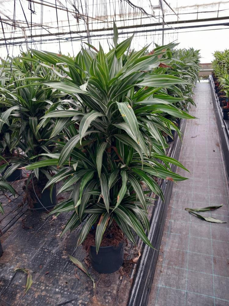 DRACAENA ULISES MULTI BRANCH VP24 H80