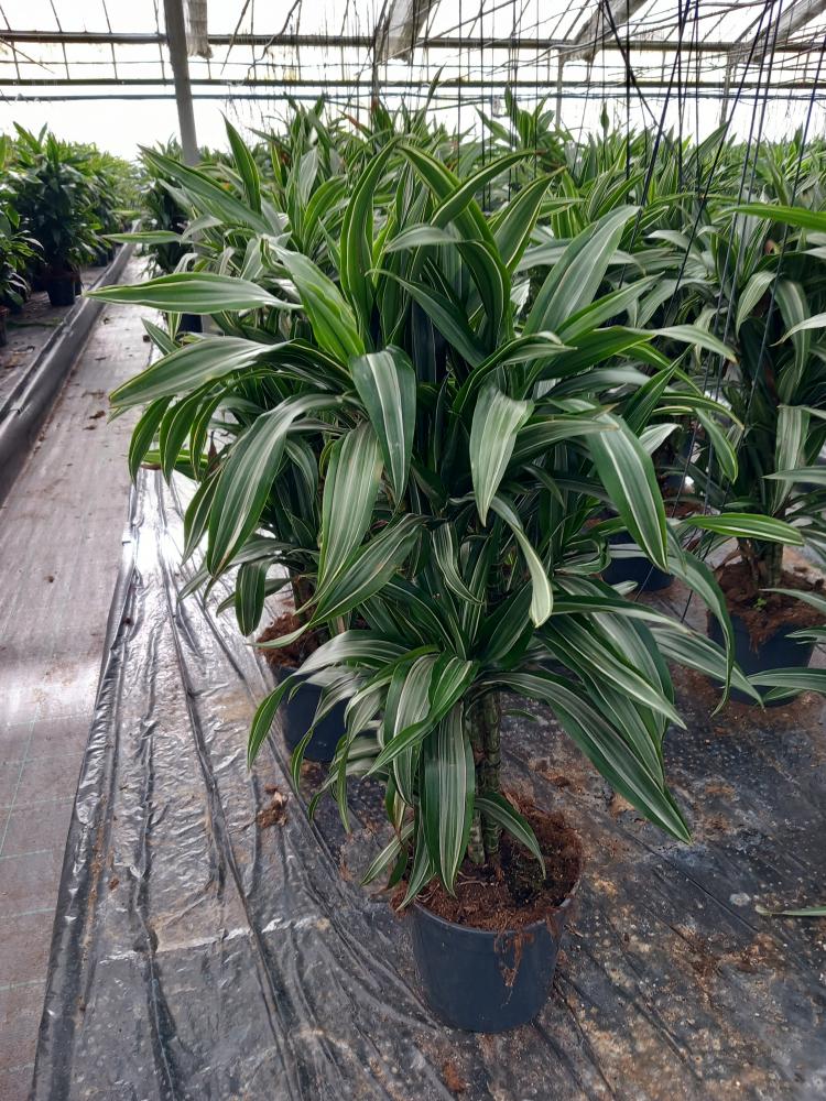 DRACAENA ULISES MULTI BRANCH VP24 H80