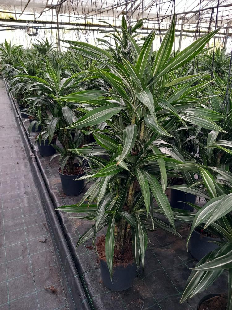 DRACAENA ULISES MULTI BRANCH VP24 H80