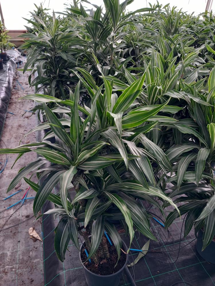 DRACAENA ULISES MULTI BRANCH VP24 H80