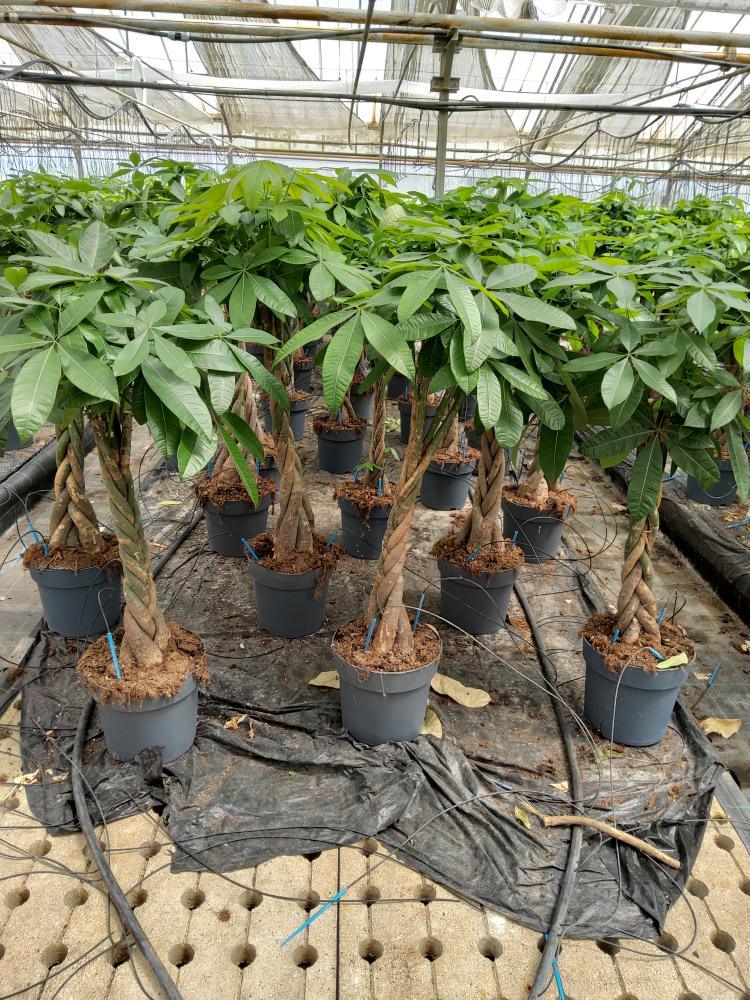 PACHIRA AQUATICA VP27