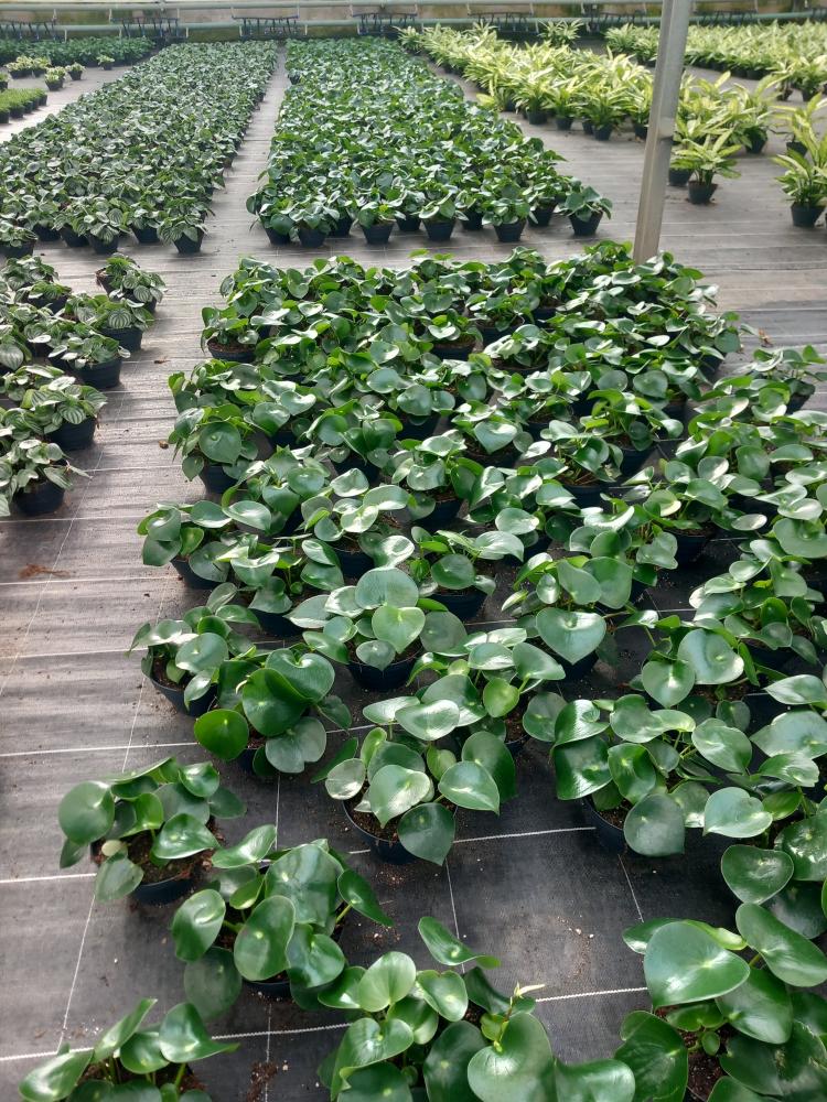 PEPEROMIA RAINDROP CP17