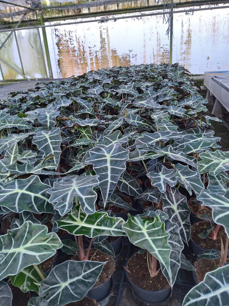 ALOCASIA POLLY VP12