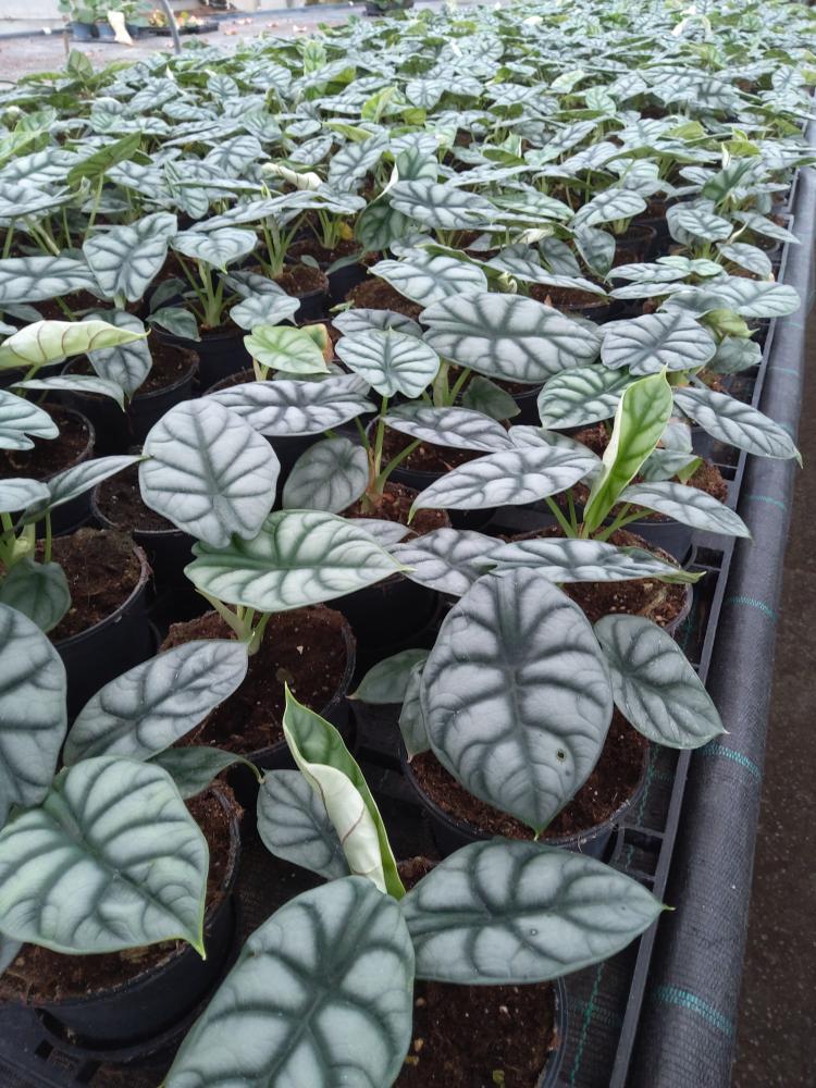 ALOCASIA S. DRAGON VP12