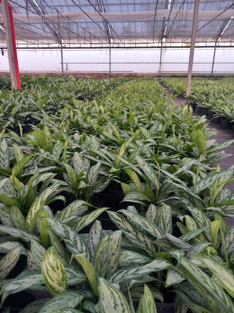 AGLAONEMA S. QUEEN 3P CP17
