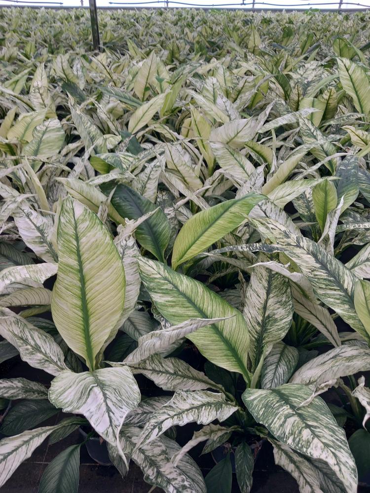 SPATHIPHYLLUM SENSATION VARIEGATO VP17