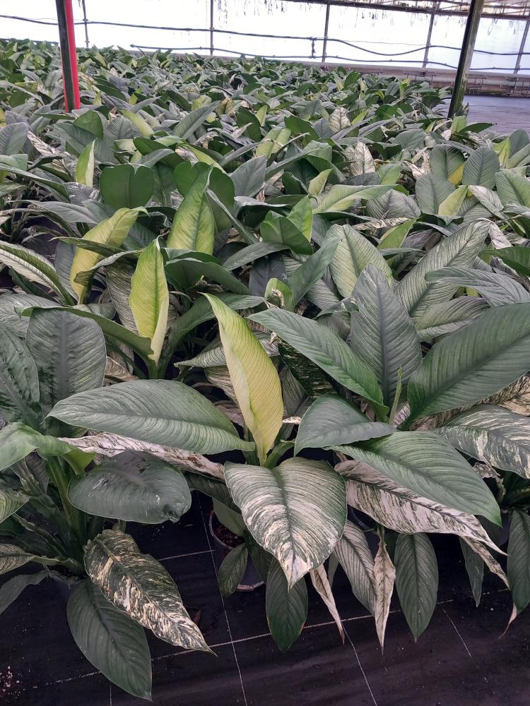 SPATHIPHYLLUM SENSATION VARIEGATO VP17