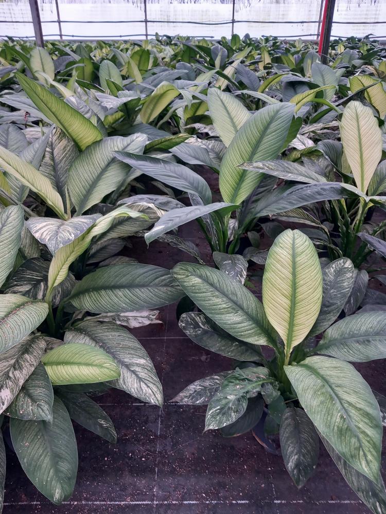 SPATHIPHYLLUM SENSATION VARIEGATO VP17