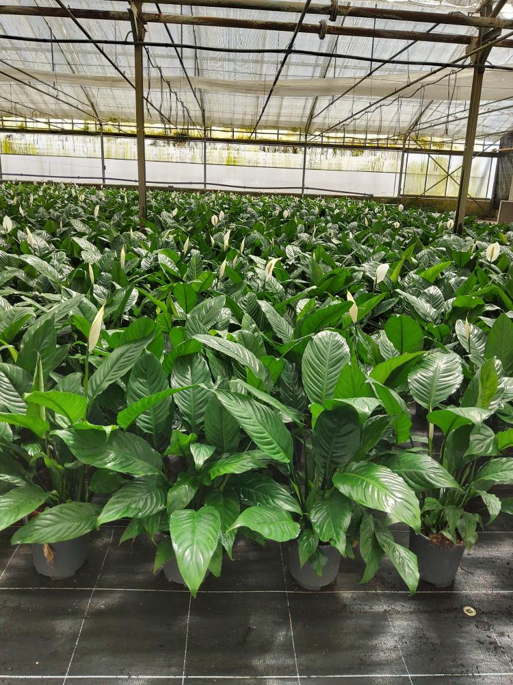 SPATHIPHYLLUM MARTINA VP17