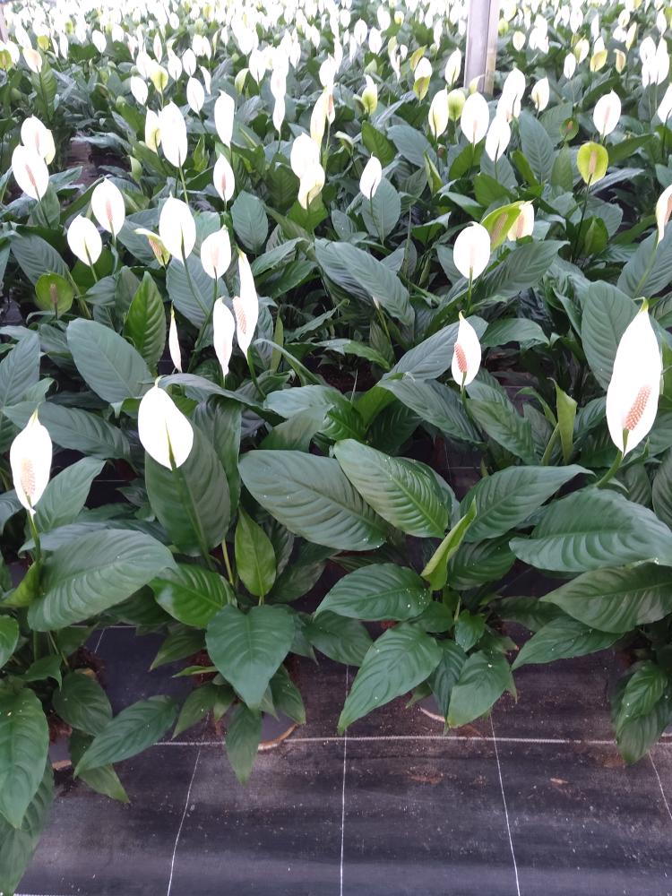SPATHIPHYLLUM MARTINA VP17