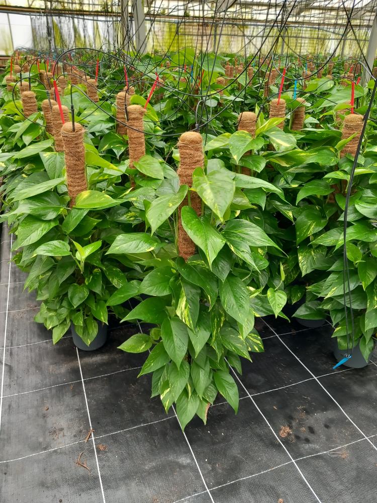 SCINDAPSUS AUREUS H80 VP17