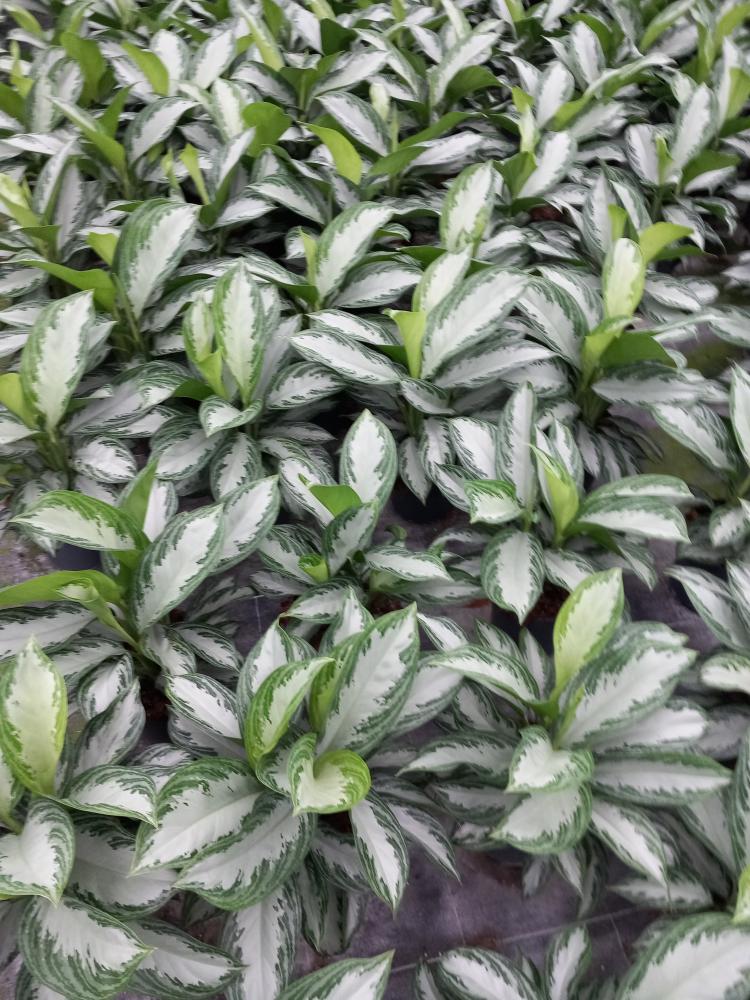 AGLAONEMA S. BAY 3P VP21