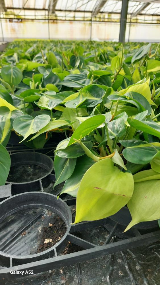 PHILODENDRON BRASIL CP17