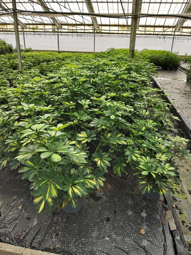 SCHEFFLERA GOLD CAPELLA 3P VP21