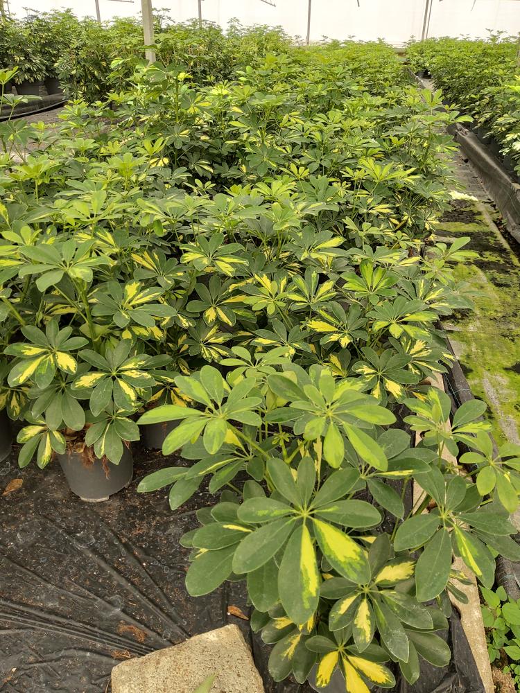 SCHEFFLERA GOLD CAPELLA 3P VP17