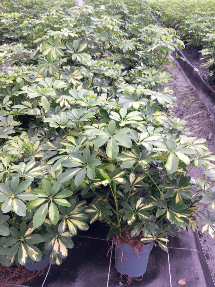SCHEFFLERA GOLD CAPELLA 3P VP17
