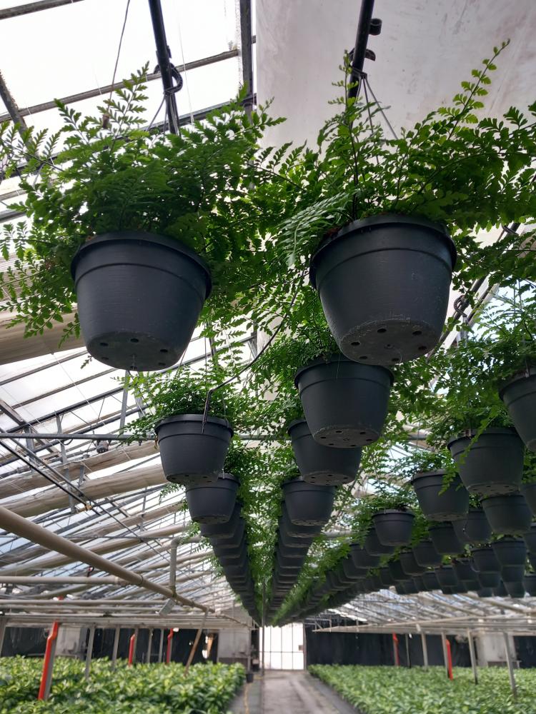 ASPLENIUM PARVATI BASKET BK20