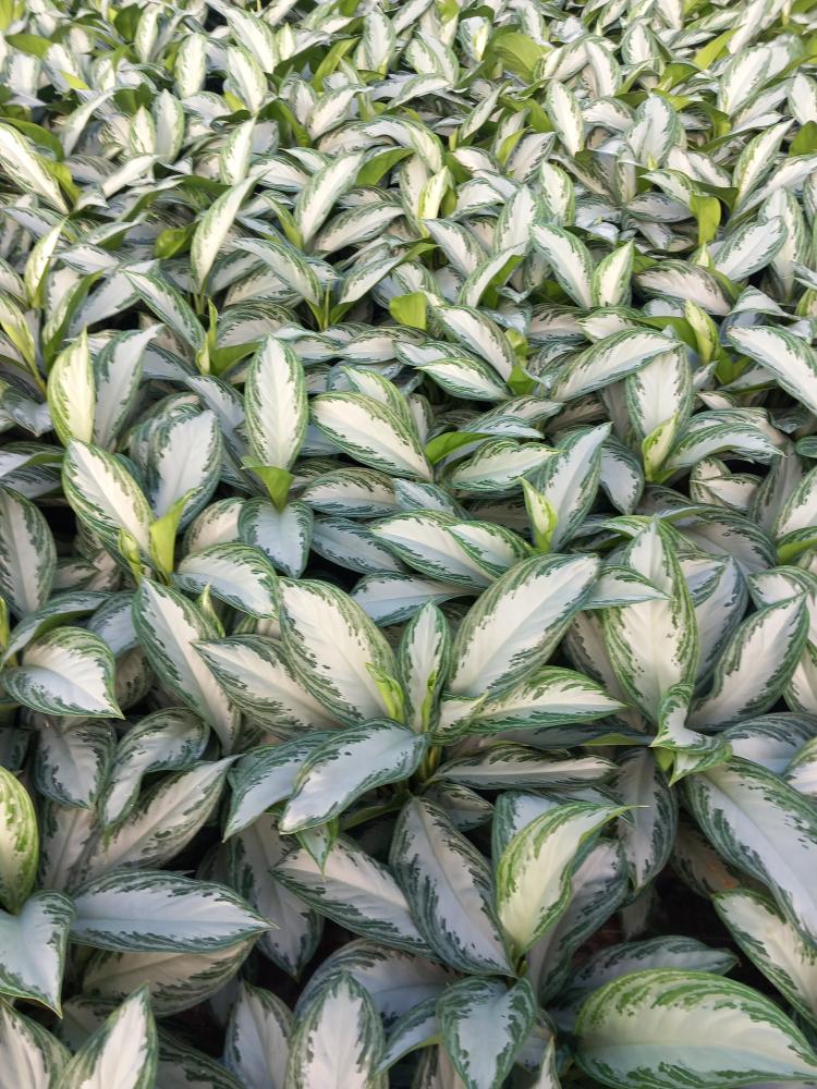 AGLAONEMA S. BAY 2P VP17
