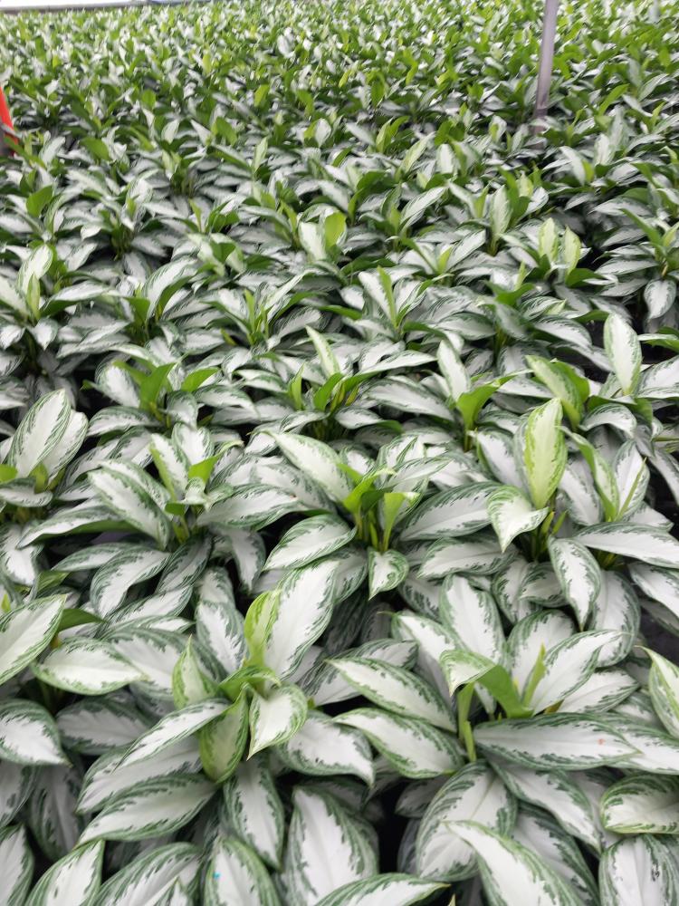 AGLAONEMA S. BAY 3P VP21