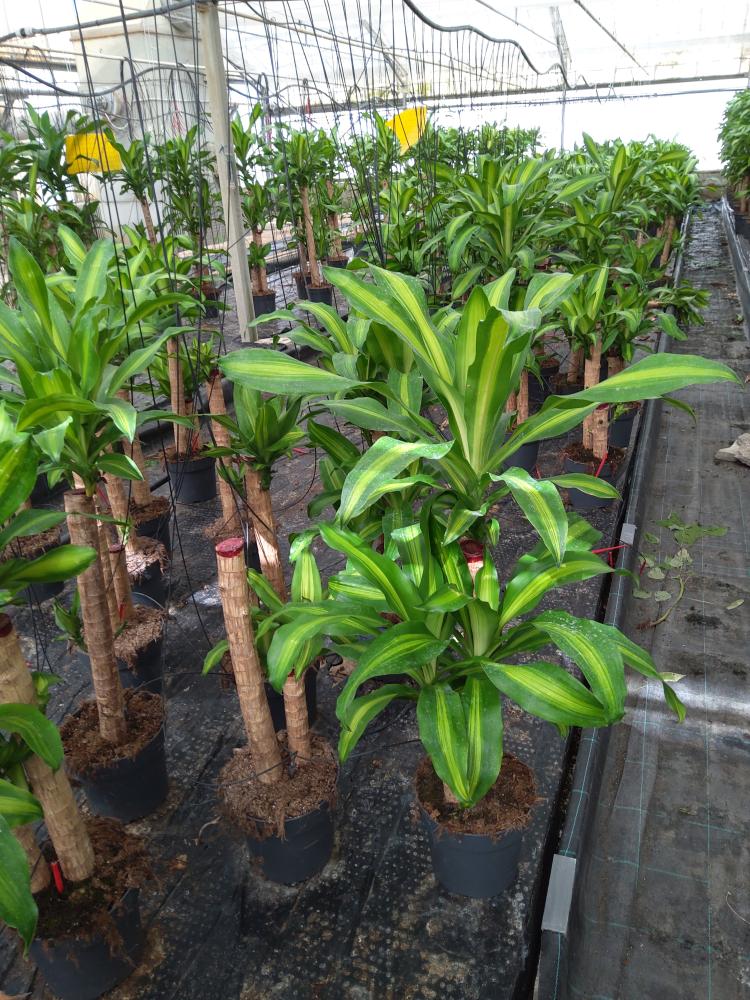 DRACAENA MESS. H60/30 VP21