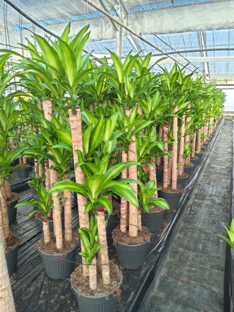 DRACAENA MESS. H120/90/60/30