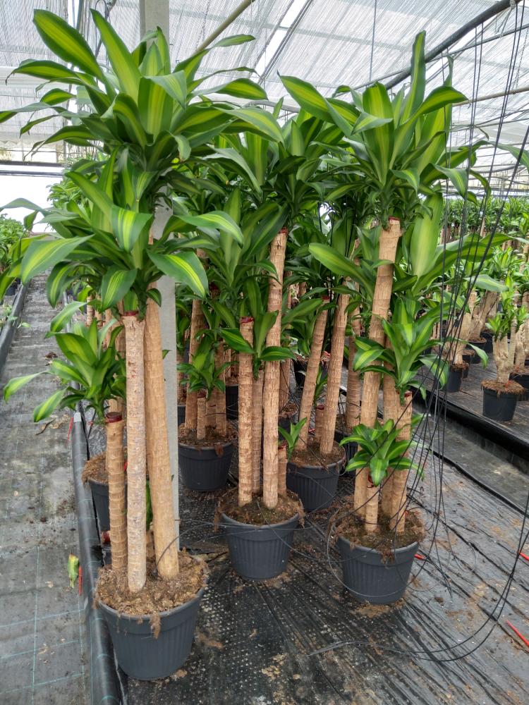 DRACAENA MESS. H120/90/60/30