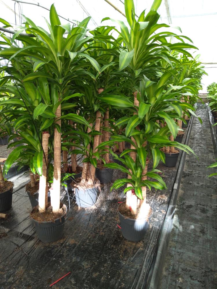 DRACAENA MESS. H120/90/60/30