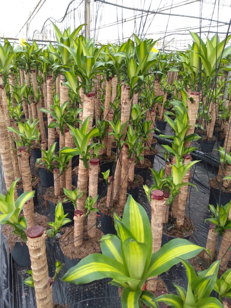 DRACAENA MESS. H90/60/30 VP24