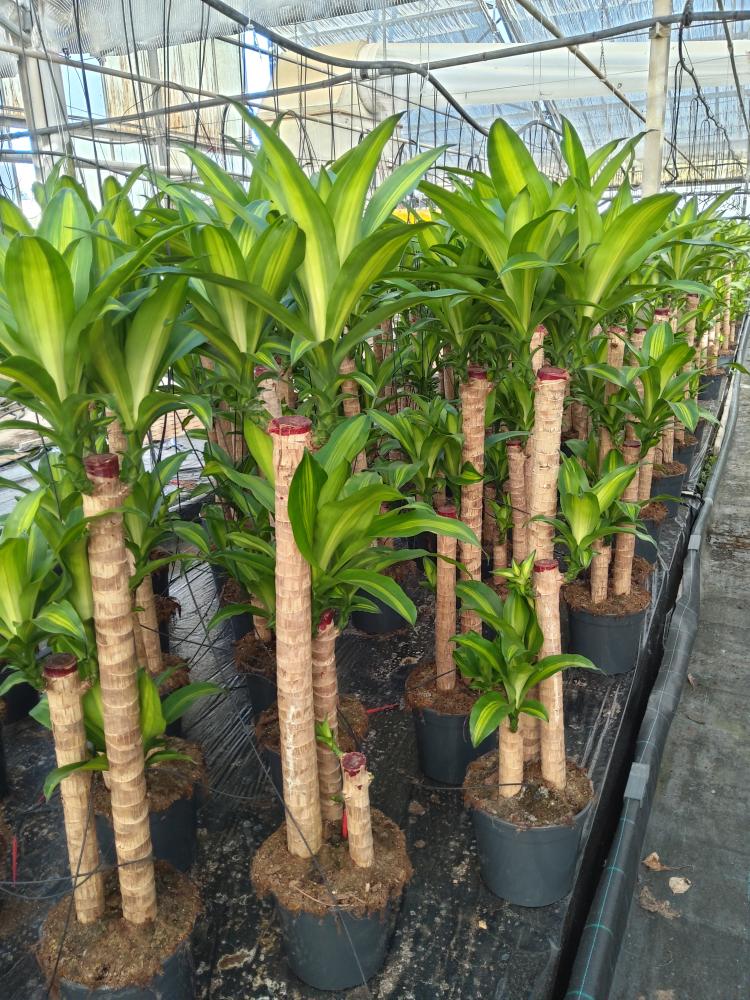 DRACAENA MESS. H90/60/30 VP24