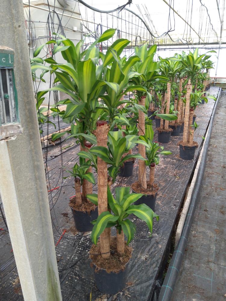 DRACAENA MESS. H90/60/30 VP24