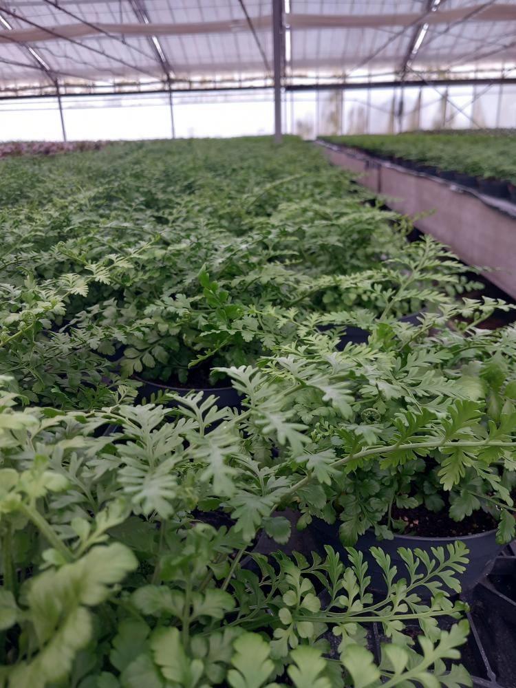 ASPLENIUM PARVATI CP17