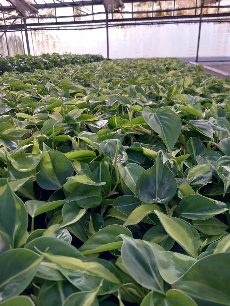 PHILODENDRON BRASIL VP12