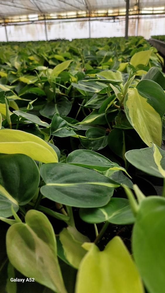 PHILODENDRON BRASIL CP17