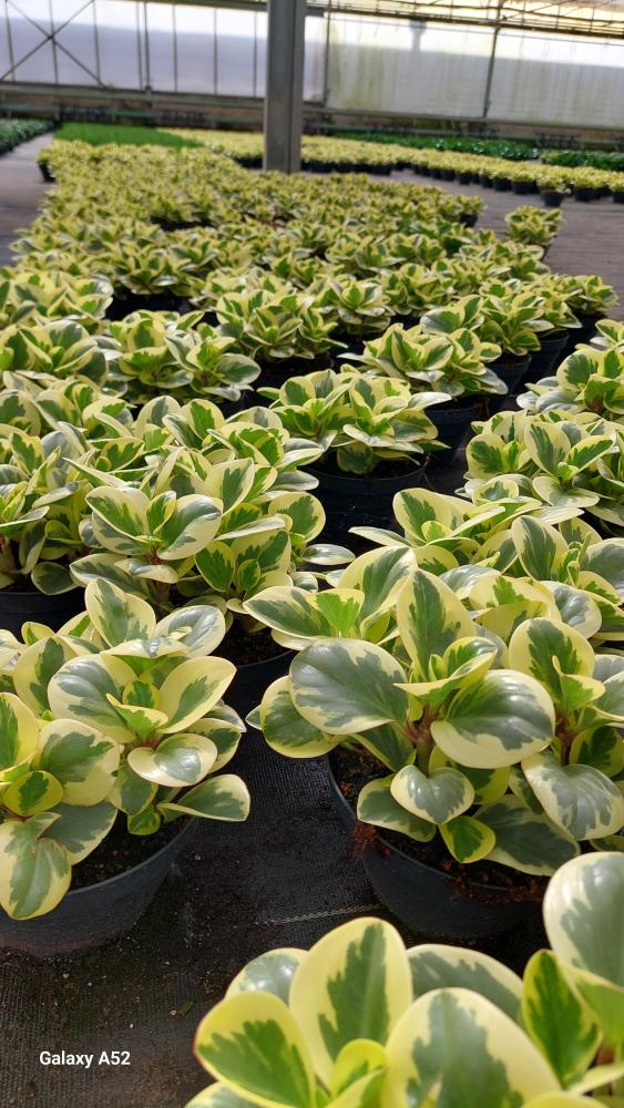PEPEROMIA OBT. G. GATE CP17