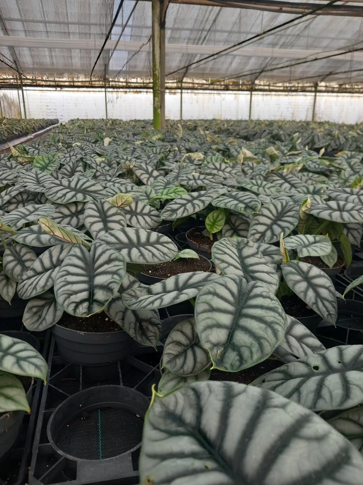 ALOCASIA S. DRAGON CP17