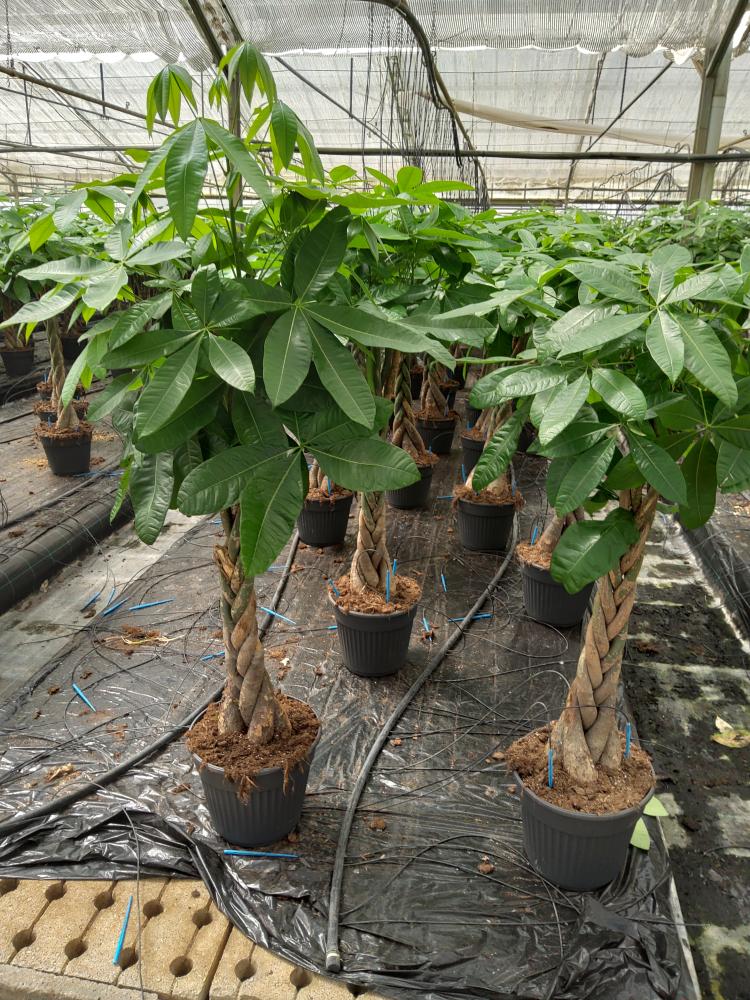 PACHIRA AQUATICA VP30