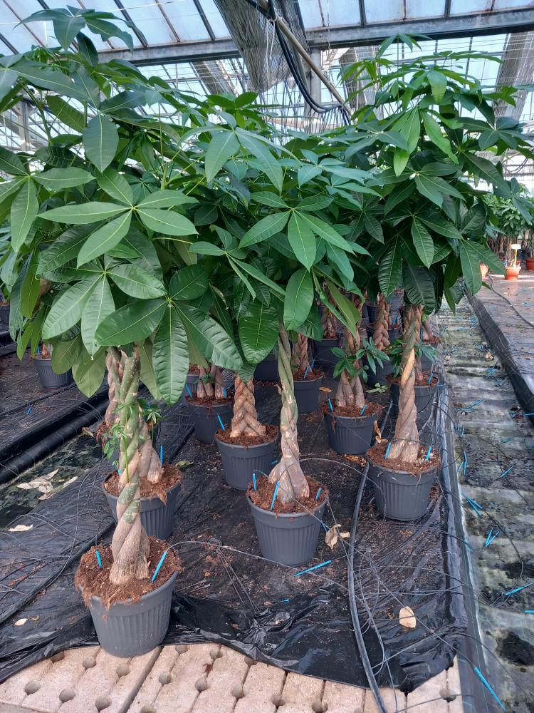 PACHIRA AQUATICA VP30