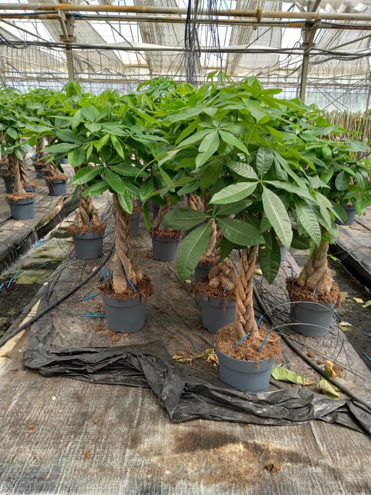 PACHIRA AQUATICA VP27