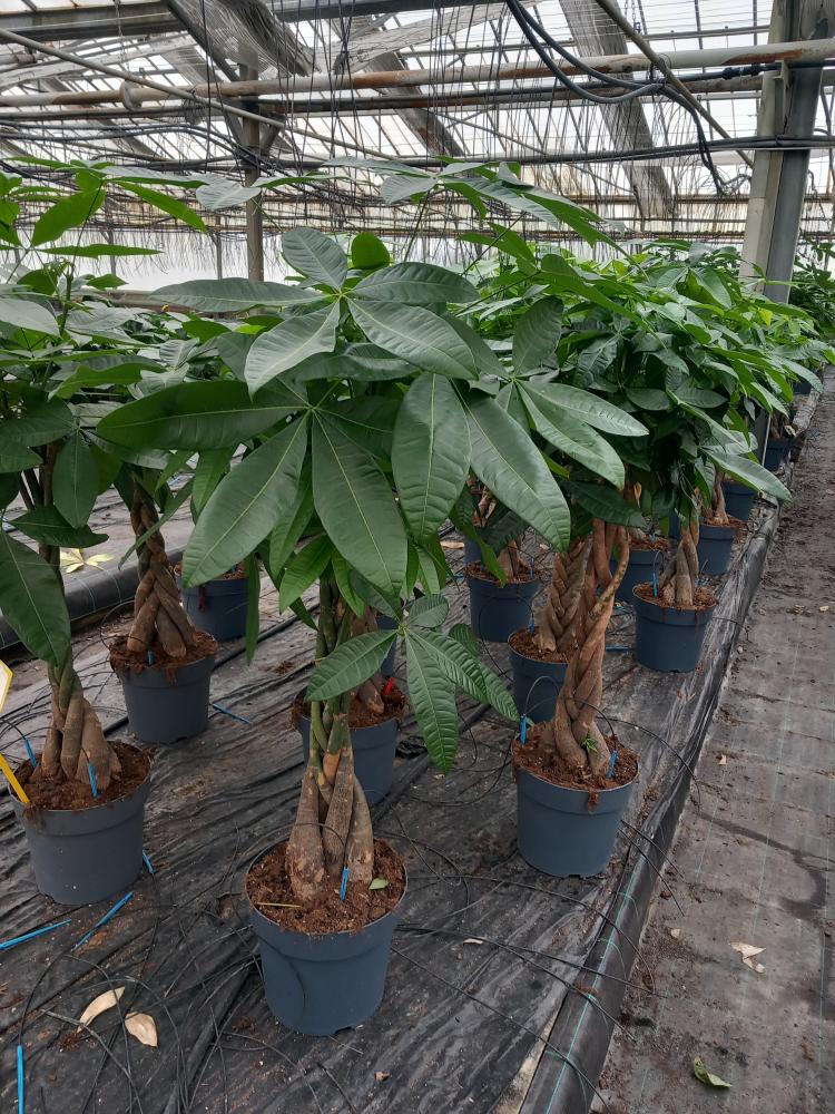 PACHIRA AQUATICA VP27