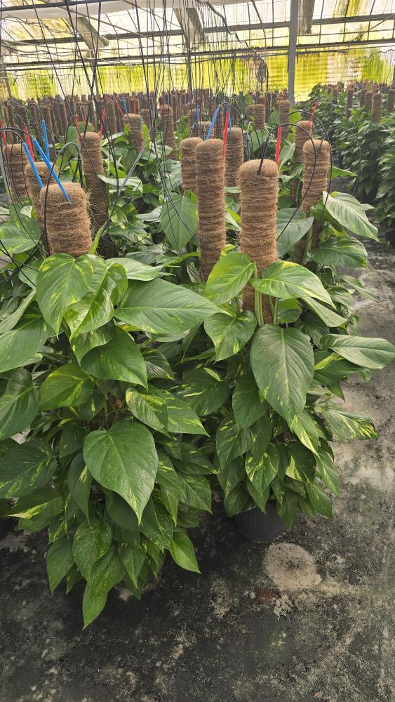 SCINDAPSUS AUREUS H120 VP24